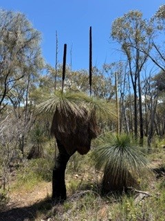 Image of grass trees in the Warby-Ovens national park