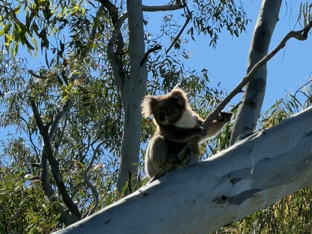 Image of koala on Cobram walking trail