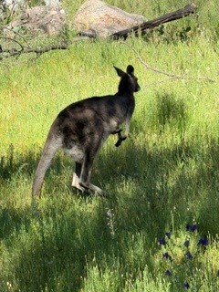 Image of kangaroo on the Warby-Ovens national park Friends trail