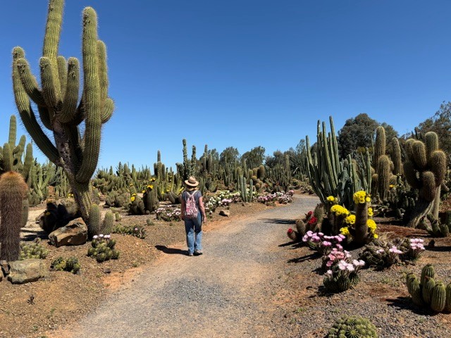 Image of Cactus Country Cobram